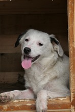 KAARLO, Hund, Mischlingshund in Rumänien - Bild 9