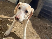 OLLIVANDER, Hund, Mischlingshund in Rumänien - Bild 10