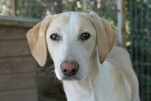 OLLIVANDER, Hund, Mischlingshund in Rumänien - Bild 8