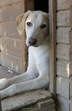 OLLIVANDER, Hund, Mischlingshund in Rumänien - Bild 9