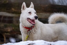 SNIESZKA, Hund, Mischlingshund in Polen - Bild 1