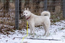 SNIESZKA, Hund, Mischlingshund in Polen - Bild 2