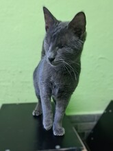 LOTTE, Katze, Hauskatze in Türkei - Bild 2