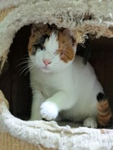 LOTTE, Katze, Hauskatze in Türkei - Bild 7