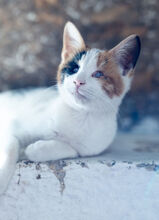 LOTTE, Katze, Hauskatze in Türkei - Bild 9