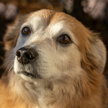 NIELS, Hund, Dackel-Mix in Lauf - Bild 1