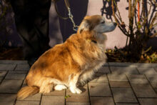 NIELS, Hund, Dackel-Mix in Lauf - Bild 10