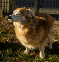 NIELS, Hund, Dackel-Mix in Lauf - Bild 12