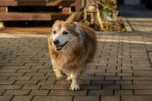 NIELS, Hund, Dackel-Mix in Lauf - Bild 13