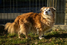 NIELS, Hund, Dackel-Mix in Lauf - Bild 2