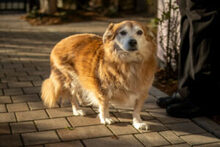 NIELS, Hund, Dackel-Mix in Lauf - Bild 3