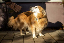 NIELS, Hund, Dackel-Mix in Lauf - Bild 4