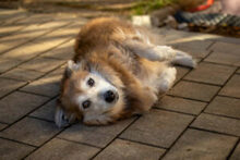 NIELS, Hund, Dackel-Mix in Lauf - Bild 5