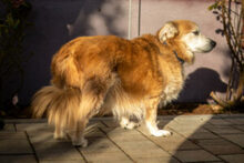 NIELS, Hund, Dackel-Mix in Lauf - Bild 6