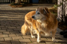 NIELS, Hund, Dackel-Mix in Lauf - Bild 7