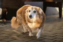 NIELS, Hund, Dackel-Mix in Lauf - Bild 9