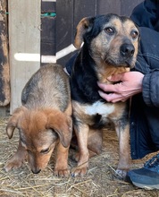 DELILAH, Hund, Mischlingshund in Kerpen - Bild 11