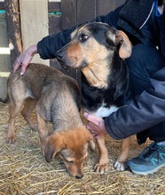 DELILAH, Hund, Mischlingshund in Kerpen - Bild 12