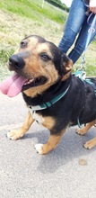 DELILAH, Hund, Mischlingshund in Kerpen - Bild 14