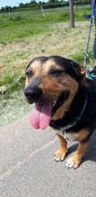 DELILAH, Hund, Mischlingshund in Kerpen - Bild 15