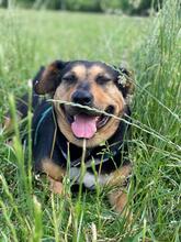 DELILAH, Hund, Mischlingshund in Kerpen - Bild 16