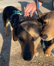DELILAH, Hund, Mischlingshund in Kerpen - Bild 17
