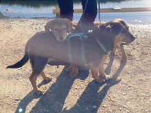 DELILAH, Hund, Mischlingshund in Kerpen - Bild 18