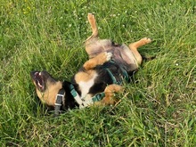 DELILAH, Hund, Mischlingshund in Kerpen - Bild 19