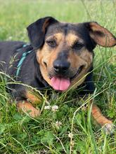 DELILAH, Hund, Mischlingshund in Kerpen - Bild 20
