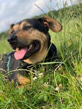 DELILAH, Hund, Mischlingshund in Kerpen - Bild 22