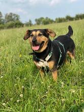 DELILAH, Hund, Mischlingshund in Kerpen - Bild 23