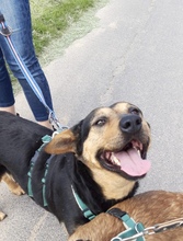 DELILAH, Hund, Mischlingshund in Kerpen - Bild 24