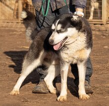 CSÖPI, Hund, Siberian Husky-Mix in Ungarn - Bild 1