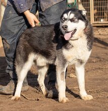 CSÖPI, Hund, Siberian Husky-Mix in Ungarn - Bild 2