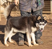 CSÖPI, Hund, Siberian Husky-Mix in Ungarn - Bild 3