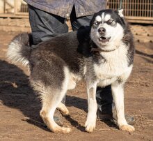 CSÖPI, Hund, Siberian Husky-Mix in Ungarn - Bild 4