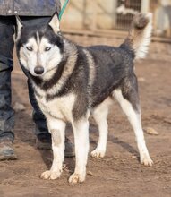 CSÖPI, Hund, Siberian Husky-Mix in Ungarn - Bild 7