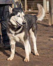 CSÖPI, Hund, Siberian Husky-Mix in Ungarn - Bild 8