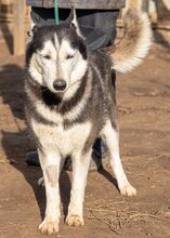 HACSI, Hund, Siberian Husky-Mix in Ungarn - Bild 1