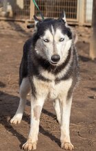 HACSI, Hund, Siberian Husky-Mix in Ungarn - Bild 2