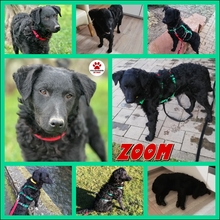 ZOOM 007-25-SS, Hund, Mischlingshund in Bad Soden-Salmünster - Bild 1