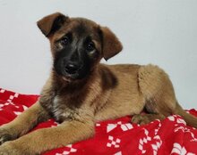 IVY, Hund, Belgischer Schäferhund-Mix in Kroatien - Bild 1