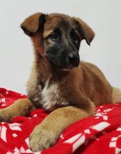 IVY, Hund, Belgischer Schäferhund-Mix in Kroatien - Bild 4