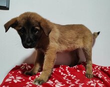 IVY, Hund, Belgischer Schäferhund-Mix in Kroatien - Bild 5