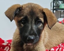 IVY, Hund, Belgischer Schäferhund-Mix in Kroatien - Bild 6