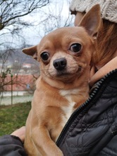 TOKI, Hund, Chihuahua in Erkelenz - Bild 1