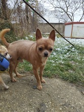 TOKI, Hund, Chihuahua in Erkelenz - Bild 2