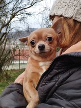 TOKI, Hund, Chihuahua in Erkelenz - Bild 3