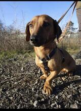 KAYLA, Hund, Dackel-Mix in Wadersloh - Bild 1