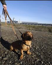 KAYLA, Hund, Dackel-Mix in Wadersloh - Bild 4